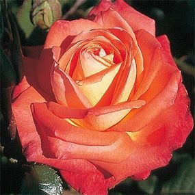 Троянда Köningin der Rosen (саджанці)