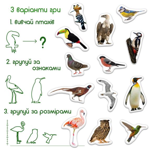 Детский набор магнитов Птицы фото Magdum ML4031-30 EN | Зображення 4