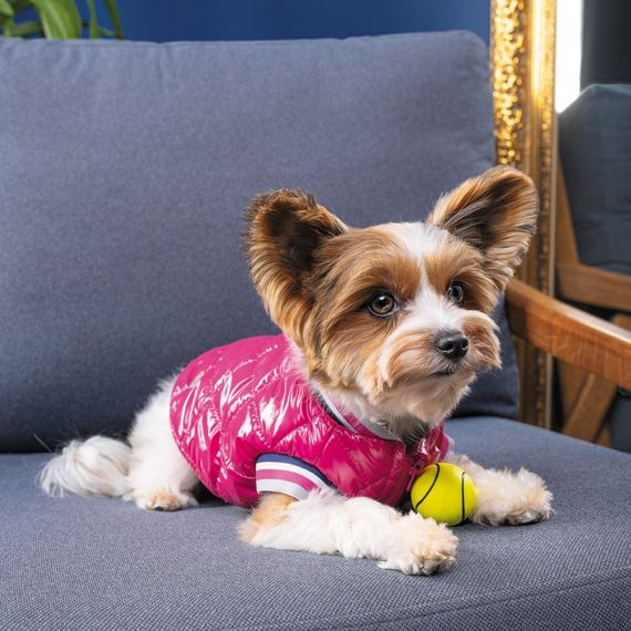 Бомбер Pet Fashion Grace для собак S | Зображення 3