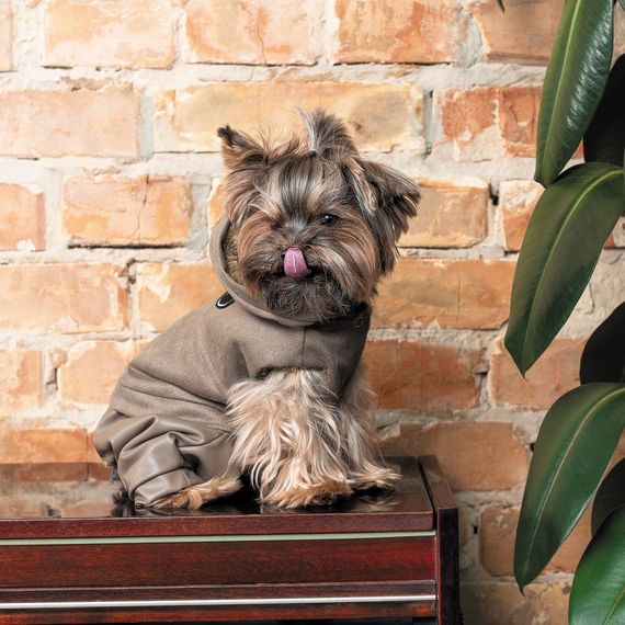 Костюм Pet Fashion PF Style для собак M | Зображення 4