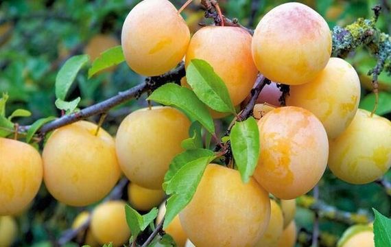 Слива "СУПЕРІОР" | Зображення 1
