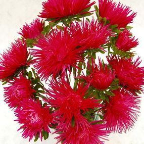 Насіння Айстра Голчаста 0,3 г (Насіння країни)