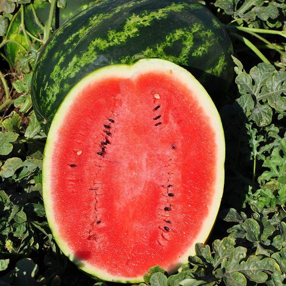 Насіння кавуна Топ Ган F1 1 г (Насіння країни) | Зображення 1