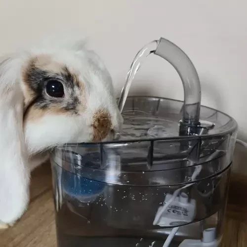 Поїлка-фонтан 2 в 1 для тварин PURLOV 20700 | Зображення 3