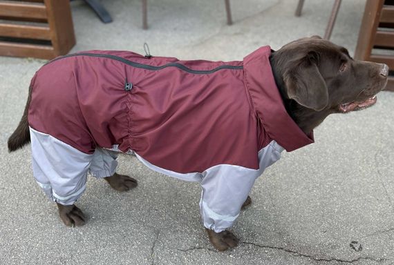 Дощовик для великих собак бордо з сiрим MB-5 | Зображення 1