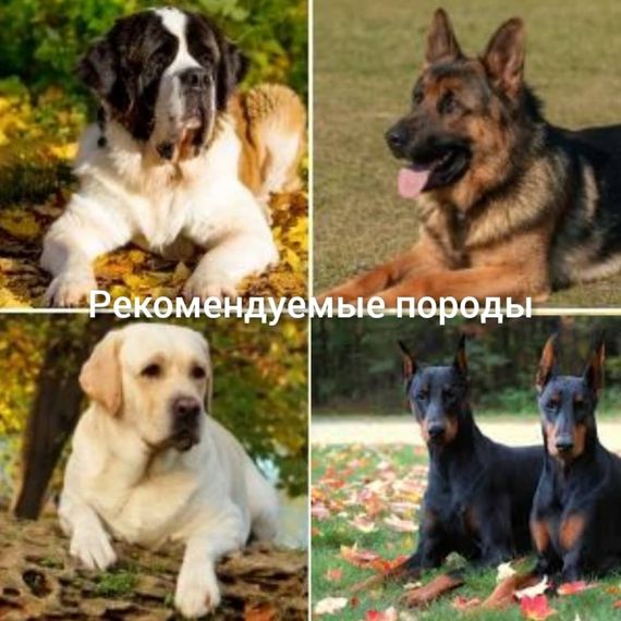 Кожаный поводок для собак средних и крупных пород черного цвета длина 2.2 м ширина 25 мм. | Зображення 5