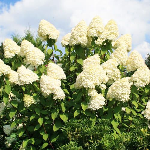 Гортензія Grandiflora (саджанці) | Зображення 1