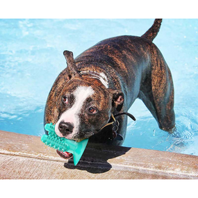 Міцна жувальна іграшка для собак «Кактус із присоском» — засіб для гігієни зубів, зняття стресу та активних ігор