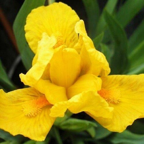 Ірис Orange Caper (кореневища) | Зображення 1