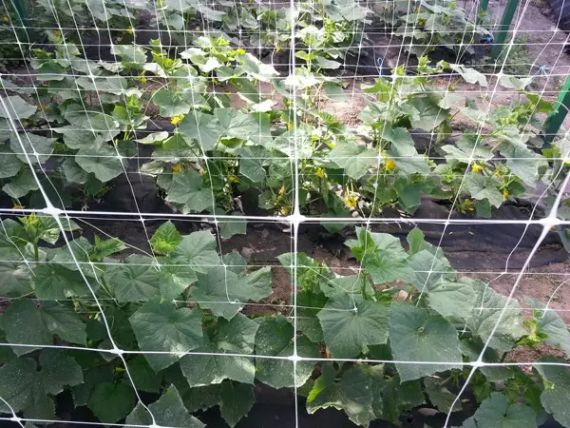 Сітка пластикова 15*18 1,7×10 метрів  посилена (біла) огіркова сітка | Зображення 8