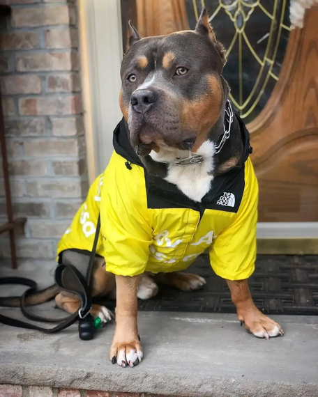Куртка ветровка з тонкою підкладкою водонепроникна the dog face для собак жовта L розмір | Зображення 7