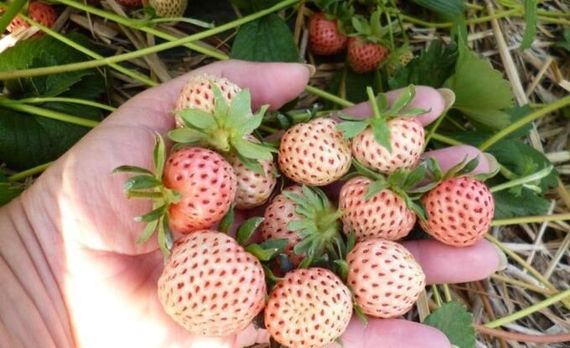 Полуниця Пойнберрі 5 шт (Pineberry) (ремонтантний сорт) | Зображення 1