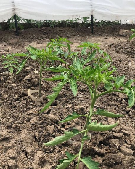 Теплиця 8 м 60 щільність з агроволокна Shadow (парник з спанбонду)міні парник | Зображення 8