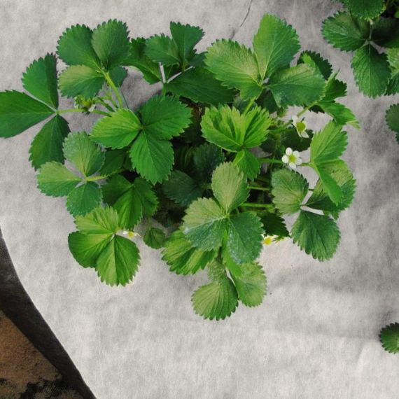 Агроволокно 50 г/м2 1.07х100 м. чорно-біле "Shadow" (Чехія) | Зображення 8