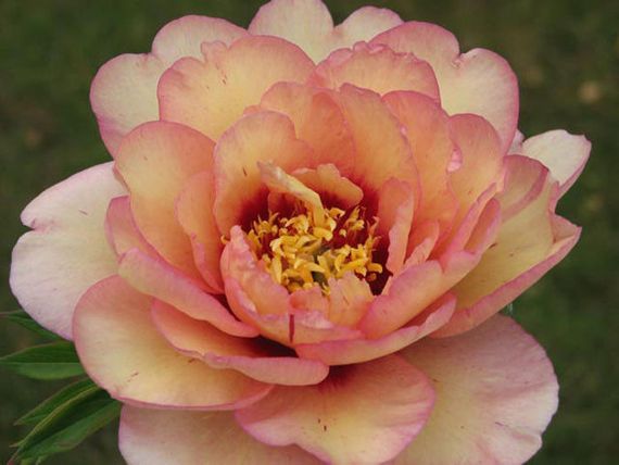 Півонія Келлі' з Меморі (Paeonia Callie's Memory) кореневище | Зображення 1