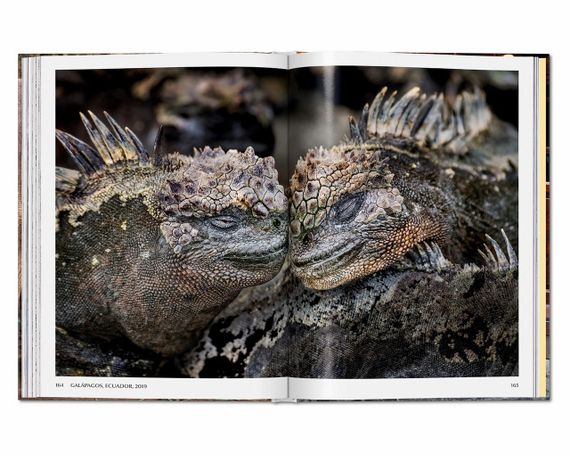 Лучшие фотографы мира подарочная книга по фотографии Стив Маккарри. Steve McCurry. Animals | Зображення 5