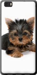 Чехол на Huawei Ascend P8 Lite Щенок йоркширского терьера "931u-126-17620"