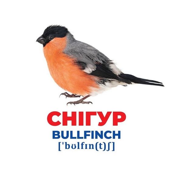 Набір розвиваючих карток Геній з пелюшок "Птахи України" Ранок 10107193У, 17 карток | Зображення 2