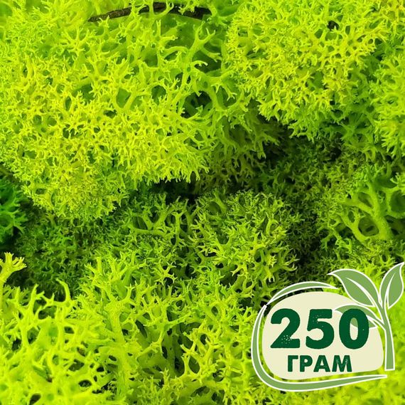 Стабилизированный мох ягель Nordic moss Зеленый весенний 250 грамм