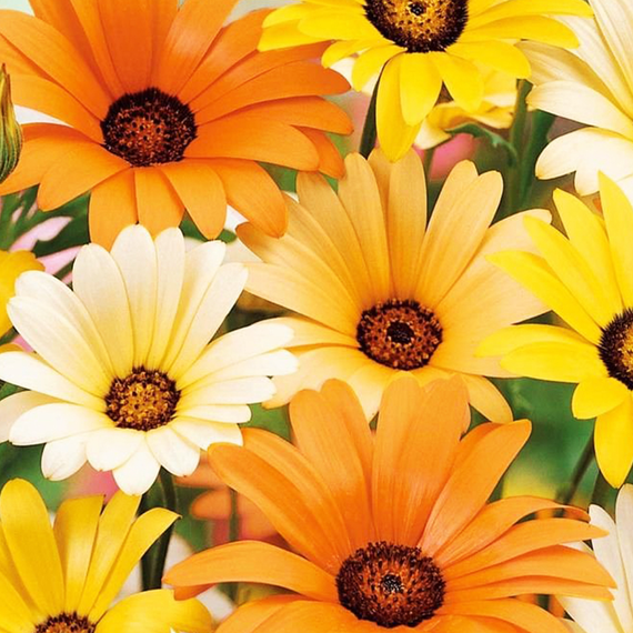 Насіння Диморфотека 0,2 г (Насіння країни) | Зображення 1