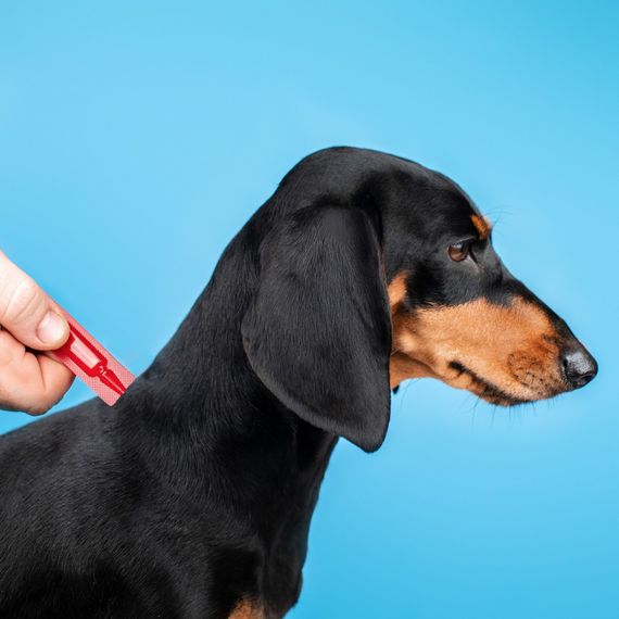 Краплі Provet PROFILINE для собак 20-40 кг інсектоакарицид4 піпетки по 3 мл | Зображення 2