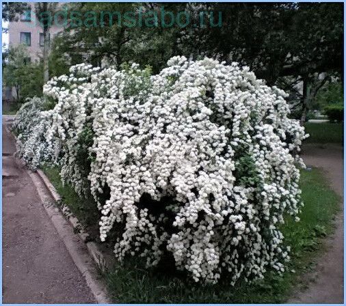 Спірея біла | Зображення 1