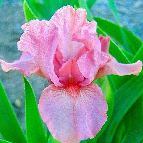 Ірис Pussycat Pink (кореневища) | Зображення 2