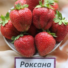 Полуниця Роксана (середньо-подня)