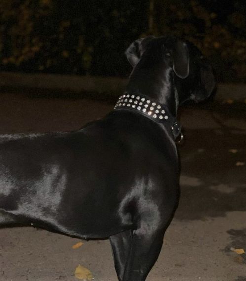 Ошейник из натуральной кожи "Lockdog" со стразами | Зображення 4