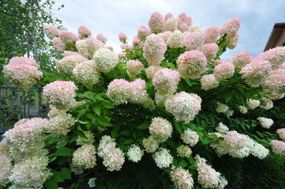 Гортензія Grandiflora