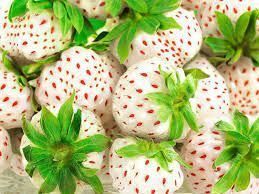 Полуниця Пойнберрі 5 шт (Pineberry) (ремонтантний сорт) | Зображення 2