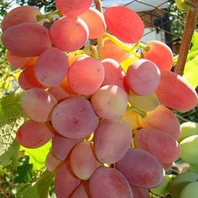 Виноград Преображення (саджанці)