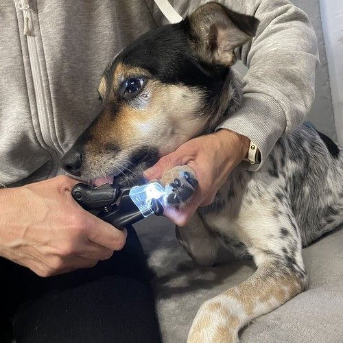 Кусачки для ногтей со светодиодом для собак и кошек – точность и безопасность в каждой стрижке! | Зображення 8