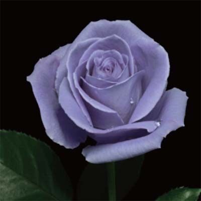 Троянда Suntory Blue Rose Applause
