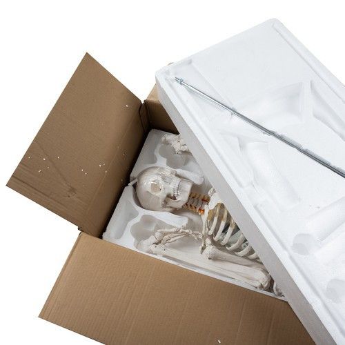 Анатомическая модель скелета человека 1:1 Malatec 22583 (180 см, с подставкой и чехлом) | Зображення 9