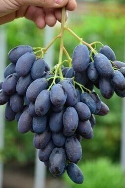 Виноград Блек Фінгер (кишмиш)