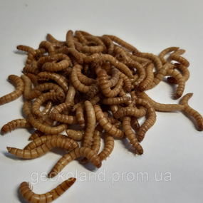 Мучной червь, мучник 100шт