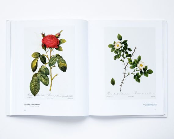 Великі художники П'єр-Жозеф Редуте. Redoute the bible of rose мистецтво живопис книги для художників | Зображення 8