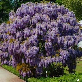 Вистерия (гліцинія) Sinensis (саджанці)