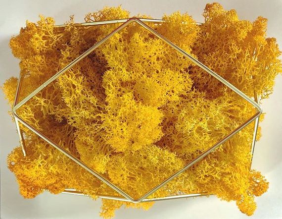 Очищенный стабилизированный мох ягель Nordic moss Желтый классический 5 кг | Зображення 1