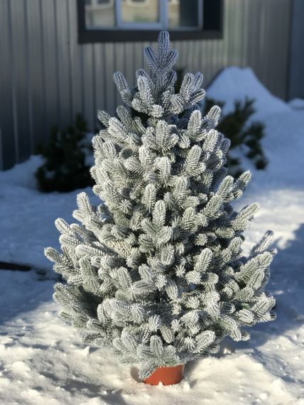 Ялинка Traditional лита в горщику 90 см засніжена новинка | Зображення 2
