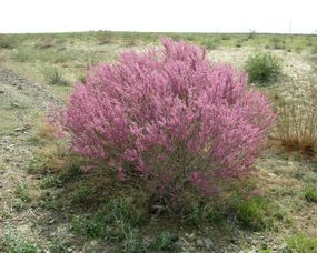 Тамарікс пухкий (Tamarix laaxa)