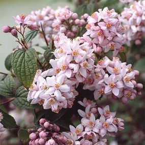 Дейція Mont Rose (саджанці)