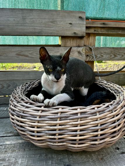 Низьке кашпо зі штучного ротангу “Лоза 12,5 л” — для квітів або як лежанка для кота | Зображення 1