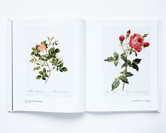 Великі художники П'єр-Жозеф Редуте. Redoute the bible of rose мистецтво живопис книги для художників | Зображення 7