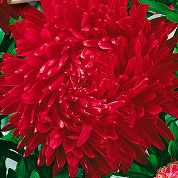 Насіння Айстра рубінові зірки 0,3 г (Насіння країни) | Зображення 1