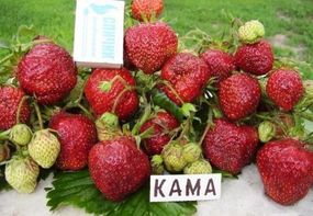 Полуниця Кама (рання)