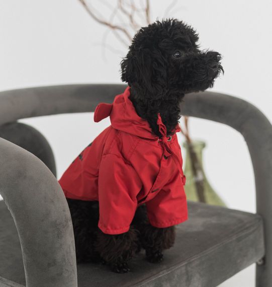 Дощовик парка DB винного кольору M-107