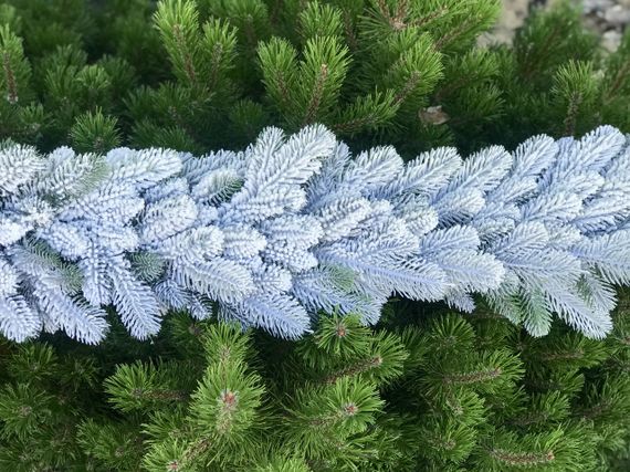 Гірлянда хвойна Lux лита 2 м засніжена | Зображення 5