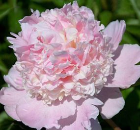 Півонія Fairy's Petticoat (кореневища)